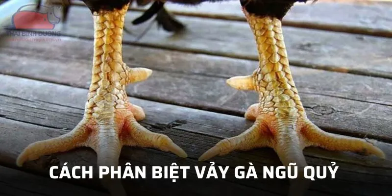 Bật Mí Cách Phân Biệt Vảy Gà Ngũ Quỷ Chi Tiết Nhất